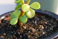 Potting soil for jade plant