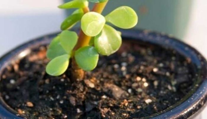 Potting soil for jade plant