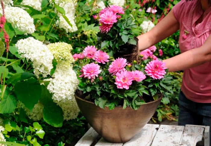 How to plant dahlias in pots