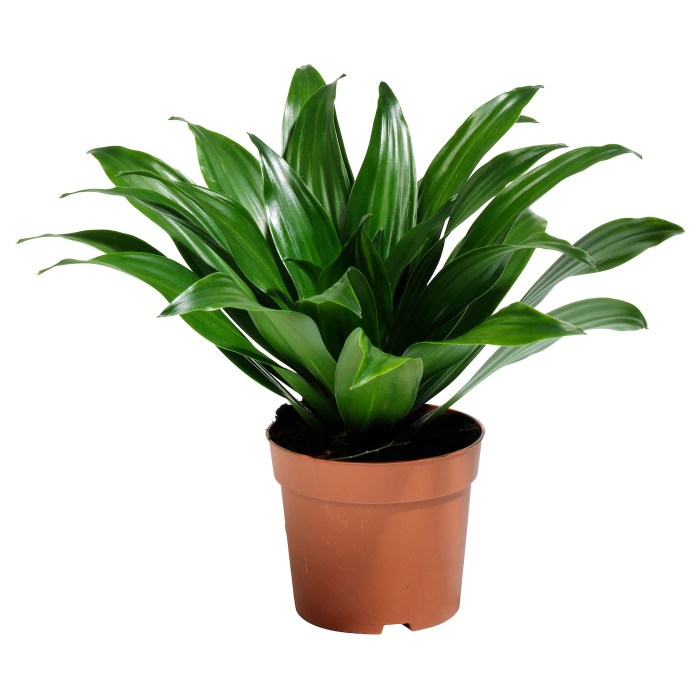 Potted plant for sale