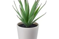 Potted plant for sale