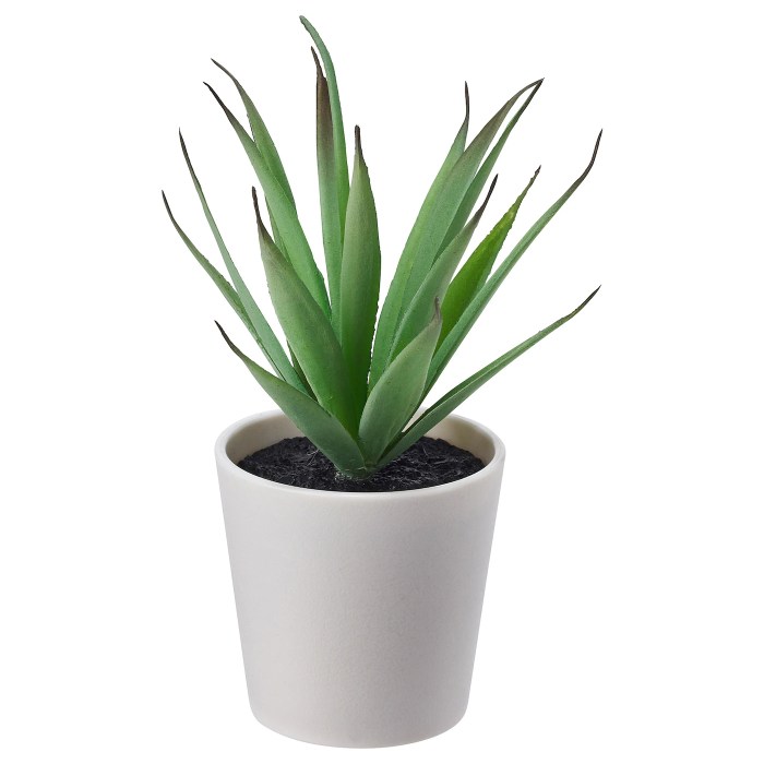 Potted plant for sale