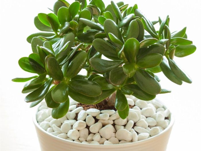 Potting soil for jade plant