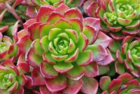 Succulent plant with red flowers