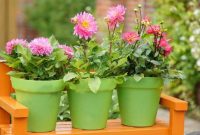 How to plant dahlias in pots