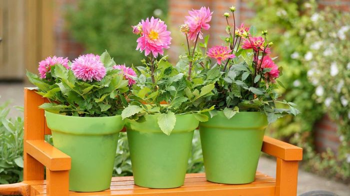 How to plant dahlias in pots